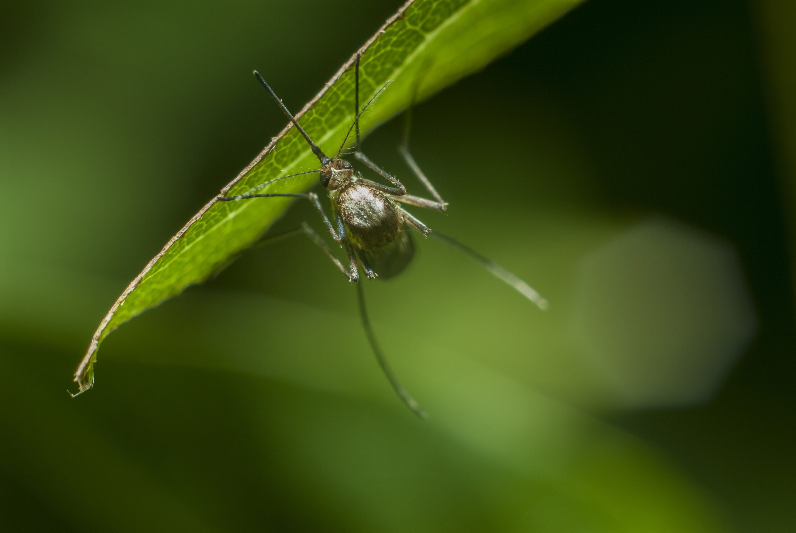 mosquito control Ft. Lauderdale, FL
